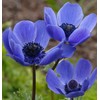 Votaniki Anemone Blue Poppy - Hardy Perennial, Long Lasting Blooms,