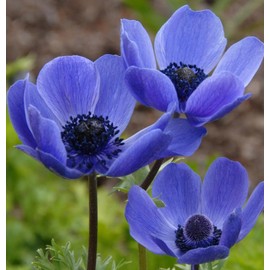 Votaniki Anemone Blue Poppy - Hardy Perennial, Long Lasting Blooms, Anemone Coronaria ‘Blue Poppy’ Bulbs | Spring Flowering Bulbs, Easy to Grow (12 Pack)