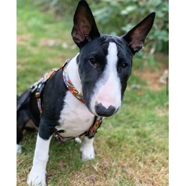 Max & Molly Dog Harness in H-Shape, Ultra Comfortable Neoprene Harness for Large Dogs, Heroes/L, Padded, Safe & Ultralight - Comfort for Your Faithful Companion