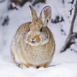 Box of 8 Photographic Rabbit & Deer Christmas Cards In 2 Designs Boxed Cards XCPS001