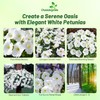 Outsidepride White Multiflora Petunia Seeds - 500 Pcs. Annual, Compact,