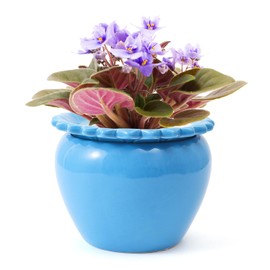 Lovely Ran African Violet Pots 6.5 * 4.6 Inch Blue Ceramic Easy Plant Self Watering Pot Blue Ceramic Flowerpot with Water Absorbing Inner Pot Orchid Planter Lawn Yard Outside Decor