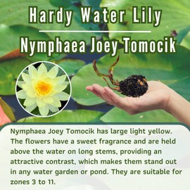Mainam Mixed Colorful Hardy Water Lily Tuber Live Aquarium Plant for Freshwater Fish Pond Balcony Buy 2 GET Fertilizer Free (Yellow Nymphaea Joey Tomocik)