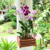 DESQUIGGLE Set of 3 Strong Wooden Orchid Baskets with Hangers,