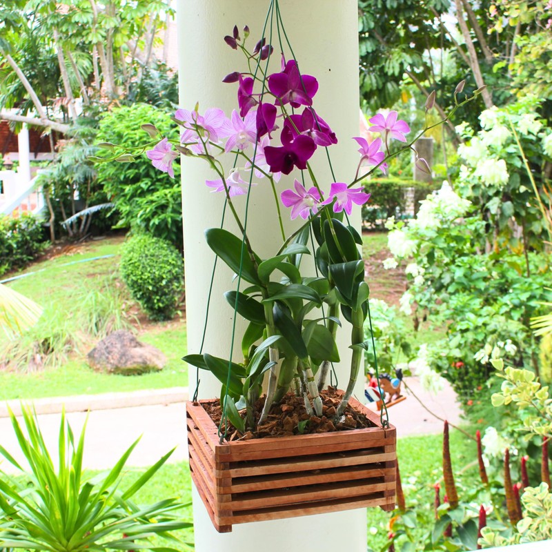 DESQUIGGLE Set of 3 Strong Wooden Orchid Baskets with Hangers,