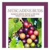 Butterfields Grape Muscadine Merlot Buds Hard Candy 3 Oz. (Pack