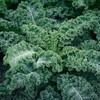 동결건조 컬리케일 분말 120g 1통 Freeze-Dried Curly Kale Powder 120g