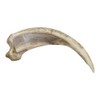 Skulls Unlimited Grizzly Bear Kodiak Claw, Curved (15cm) (Museum Quality