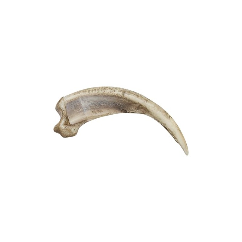 Skulls Unlimited Grizzly Bear Kodiak Claw, Curved (15cm) (Museum Quality