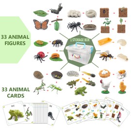 QuarenDen Life Cycle Toys, 33 PCS, Learning & Educational Toys, Realistic Figurine Toys, Preschool Learning Activities, Animals Figures Set, Animal Toys Figurines for Age 3+ Boy and Girl