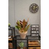 Richell 000973 Botany Plate, 12 Type, Diameter 4.9 x Height