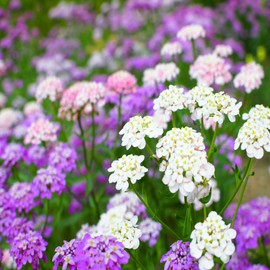 Candytuft Iberis Flower Garden Seeds - Dwarf Fairy Mixture - 1 g Packet ~400 Seeds - Annual Flower Gardening Seeds - Iberis umbellata