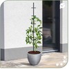 protanic Tomato Rod Plant Support Trellis with Plant Clips