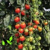 Mai's Family TOMATO CHERRY - SUPERSWEET 100 Seeds - BIO/ORGANIC
