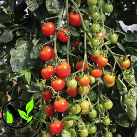 Mai's Family TOMATO CHERRY - SUPERSWEET 100 Seeds  - BIO/ORGANIC - 50