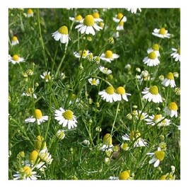 German Chamomile/Matricaria recutita/Herbal Tea/Hardy Annual/Approx 5000 Seeds