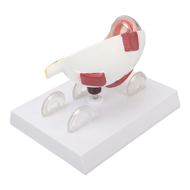 Enlarged Human Eye Anatomical Model Accurate Shows Optic Nerves Cornea