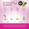 Garlic Set - Reliable Harvest - for Your Kitchen Garden