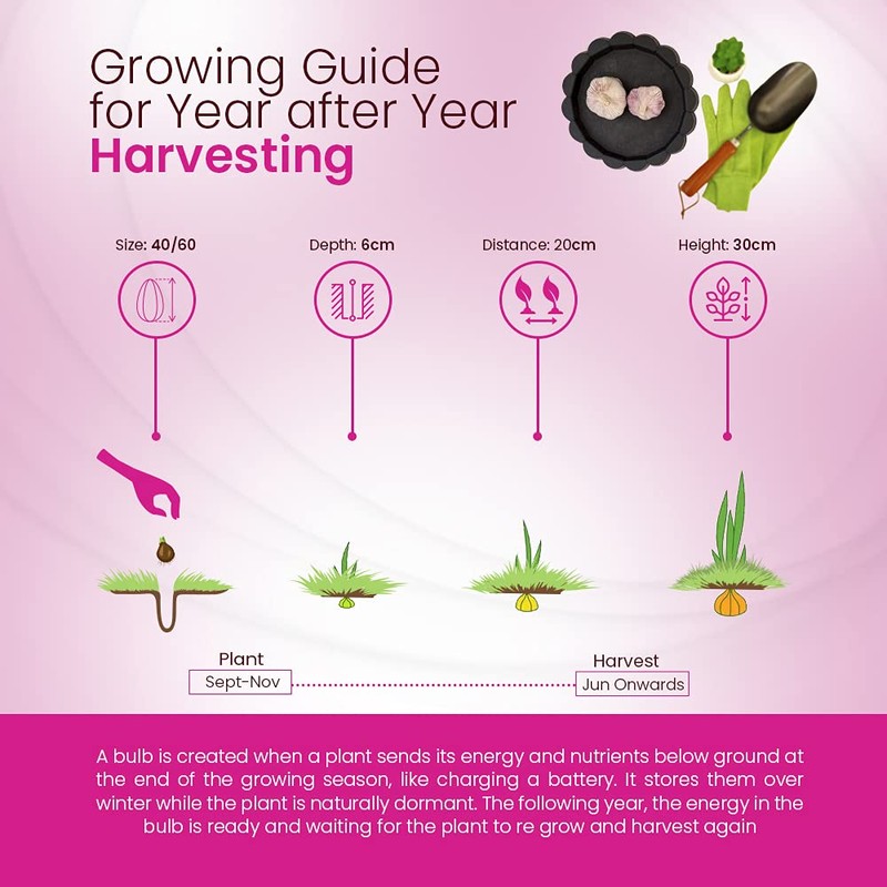Garlic Set - Reliable Harvest - for Your Kitchen Garden