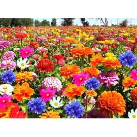 Wildflower Seed Mix - Bird & Butterfly, Flower Seeds, Non GMO, Open Pollinated.200+ Seeds, Perennial