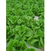 Pee Dee Organics Crop Geeks (Pot Ash) Bloom Setter Bloom