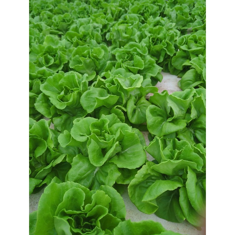Pee Dee Organics Crop Geeks (Pot Ash) Bloom Setter Bloom