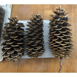 Unbranded Sugar Pine Cones, 9"-13”, Harvested Sustainably In Northern California