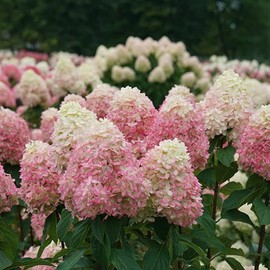 Live plant from Green Promise Farms Hydrangea pan. Limelight Prime (Panicle) Shrub, 2 Size Container Proven Winners, White/Lime to Pink Flowers