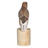 Brave Wings Hand Carved Wooden Eagle ~ While Tailed Eagle