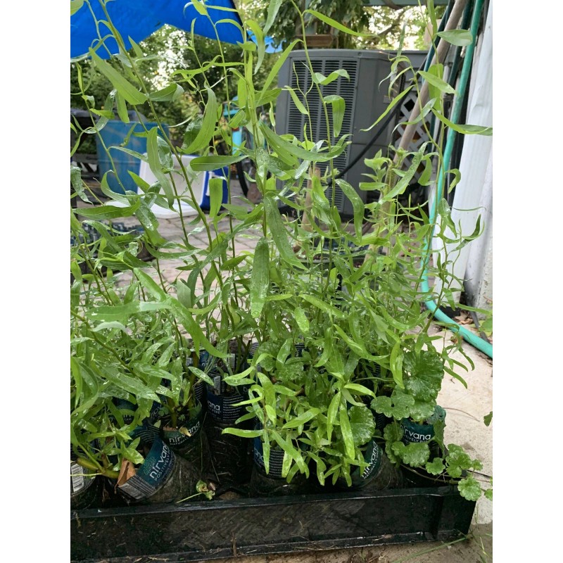 live plant Corkscrew Willow Tree Twisted limbs, 1 year old