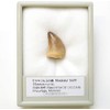SCIENCE Dinosaur Fossil "Mosasaurus Tooth Fossil Approx. 0.8 inches (20