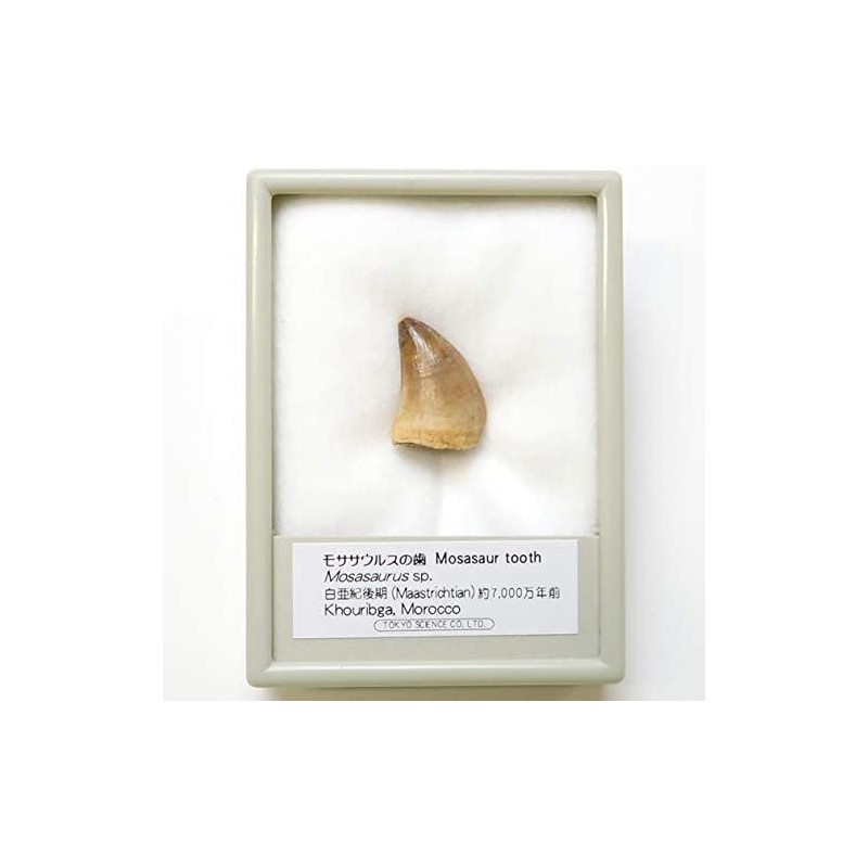SCIENCE Dinosaur Fossil "Mosasaurus Tooth Fossil Approx. 0.8 inches (20