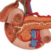 3B Scientific K22/2 Rear organs of the upper Abdomen -