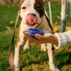 BOTTLE BOTTLE 40 oz sports water bottle stainless steel insulated water bottle with straw and pills holder (dark purple)