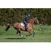 LeMieux Carbon Air XC Cross Country Hind Horse Boots -