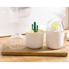 AKOAK 1 Pack Empty Four Season Plant Toothpick Box/Animal Cotton
