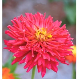 1000 Zinnia Seeds Compound Petals Multi-Color Premium Seeds True Classic Zinnia Flowers