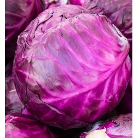 Axel's Garden Seeds Red Acre Cabbage Seeds | Non-GMO | Heirloom | Fresh Garden Seeds - 200 Seeds
