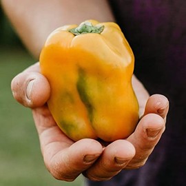 Golden California Wonder Yellow Bell Pepper - 25 Seeds - Heirloom Pepper Variety, Non-GMO Vegetable Seeds for Planting Outdoors in The Home Garden, Thresh Seed Company