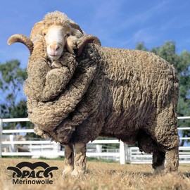 P.A.C. Merino Wool Multi Anthracite Multifunctional Scarf - Merino Wool Tube Scarf, Neckerchief, Headscarf, Unisex, 10 Uses, Paisley Naor