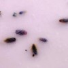 🔥 Mascarilla hidro plástica calmante con lavanda y kava kava
