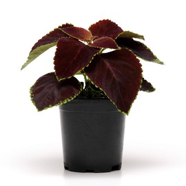 Outsidepride Coleus Chocolate Mint Foliage Indoor Or Outdoor House Plant Flower Seeds - 40 Seeds