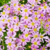 500+ Seeds Perennial Dream Coreopsis Flower Seeds for Planting Outdoor