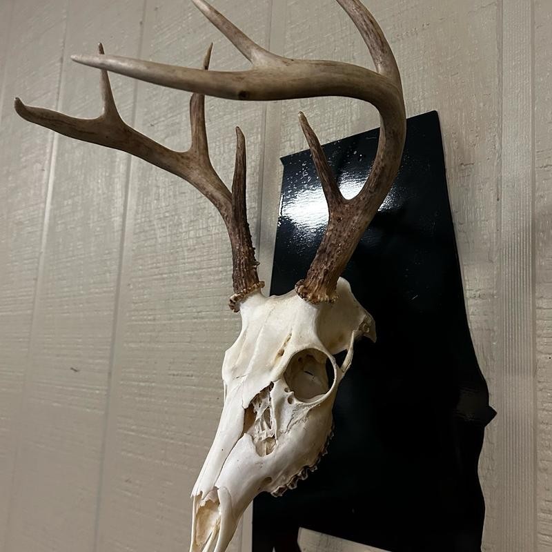 European State Skull Mount hanger - State: Wisconsin