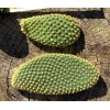 Cactus Jack Opuntia microdasys (Bunny Ears Cactus) Fresh Cuttings 7