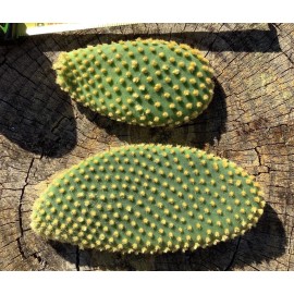 Cactus Jack Opuntia microdasys (Bunny Ears Cactus) Fresh Cuttings 7 Pads