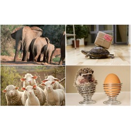 Pack of 20 FUNNY ANIMALS postcards, a set of 20 different cards with comical and humorous animals from around the world