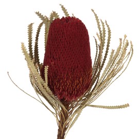 Vickerman 12" Jumbo Red Banksia Flower with Stem, Natural Preserved Dried Plant for Wedding Bouquets Home Decor or Everyday Arrangements 3 Per Pack