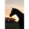 LUCFOR Horses Hoof Pick Gel Grip 2 in 1 Scraper