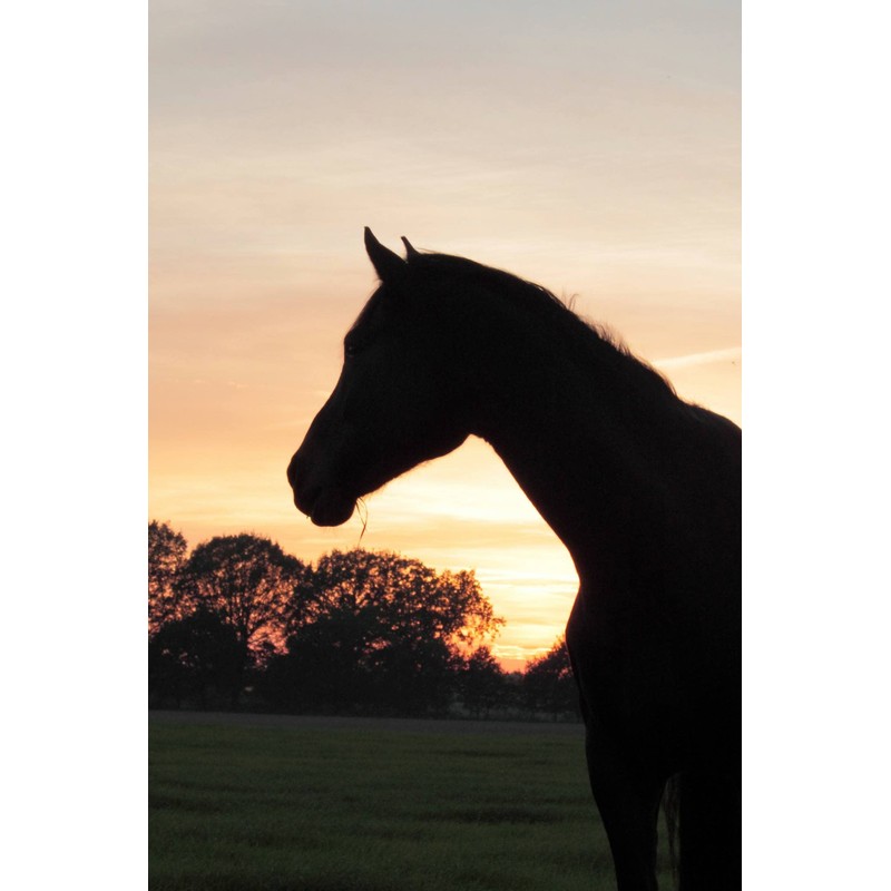LUCFOR Horses Hoof Pick Gel Grip 2 in 1 Scraper